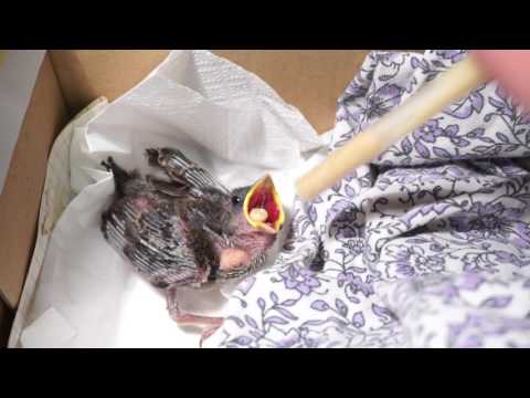 Video: Vtáčia Genocída. Ako Sa Príroda Pomstila Číňanom Za Vrabce - Alternatívny Pohľad