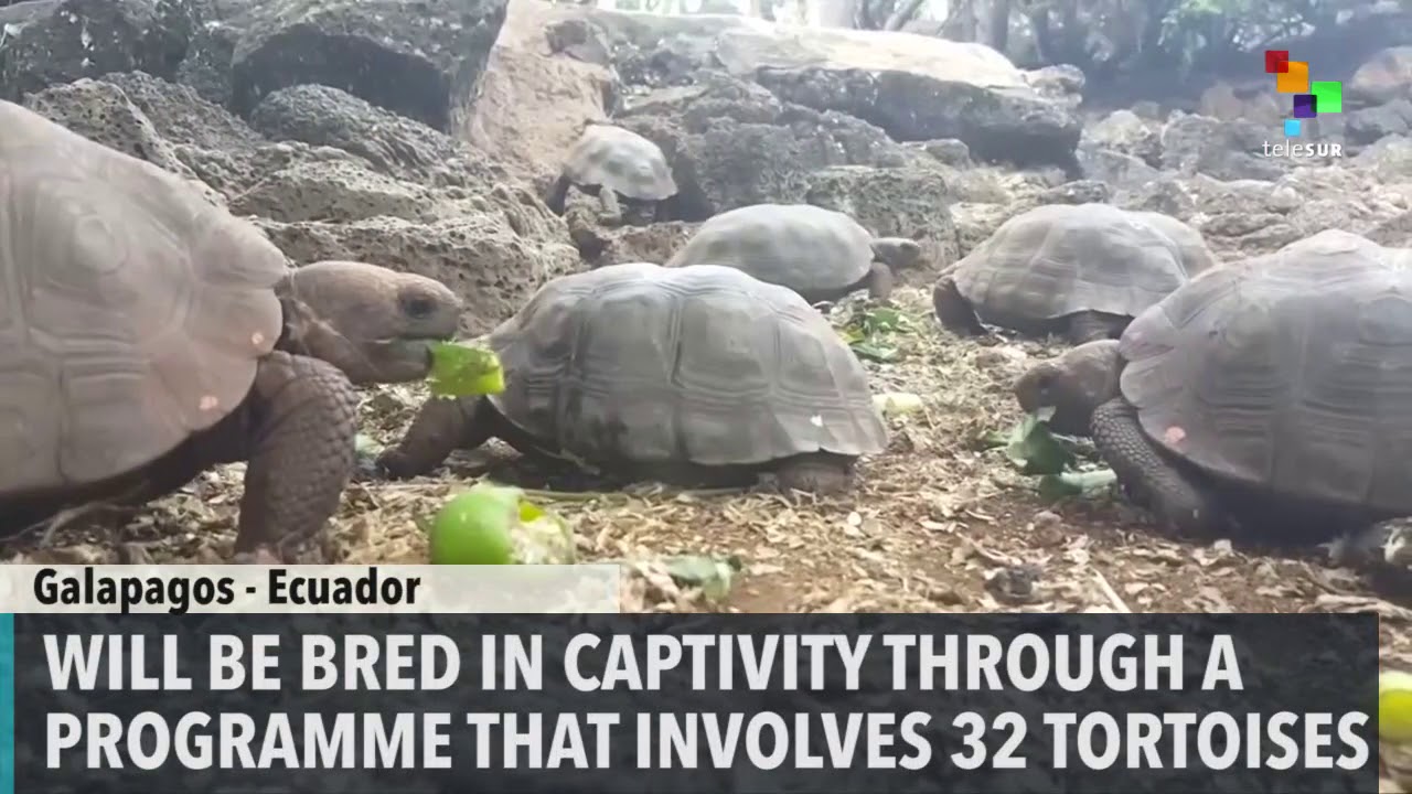 'Extinct' Giant Tortoise to Be Bred in Captivity