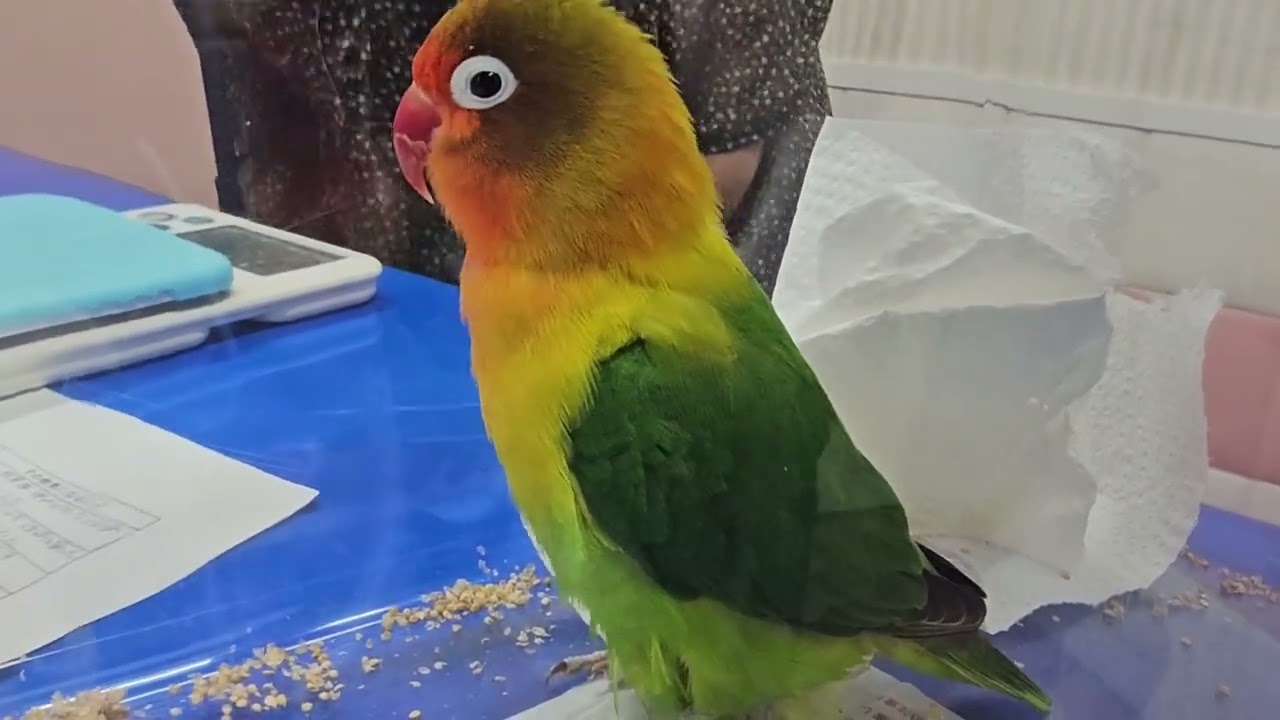◎ボタンインコの種類(メガネ顔) – 飼育情報 | エキゾチックアニマル情報室