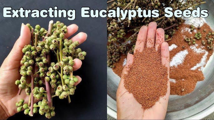 How to Harvest Eucalyptus Seeds: Easy Steps for Perfect Results