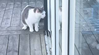 ‘2 cats HATING eachother #cats #unedited #swedish 