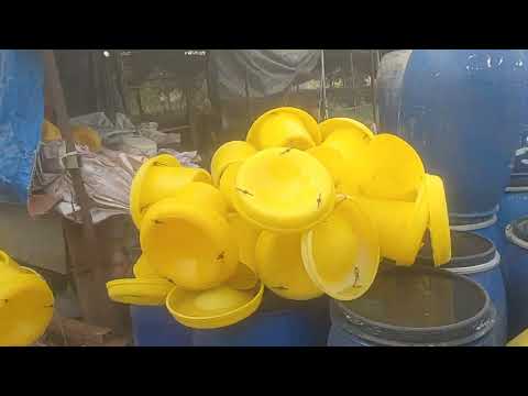 Video TỔNG QUAN BẦY GÀ ĐƯỢC 70 NGÀY . SỬ DỤNG THỨC ĂN RẺ... - youtube