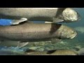 山の水族館 の動画、YouTube動画。