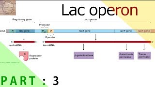LAC OPERON :EXPLAINED(PART :3)
