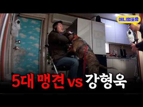 통제 불가! 동물보호법 지정 5대 맹견을 솔루션 하러 간 강형욱, 바뀔 수 있을까?ㅣKBS 개는 훌륭하다 210208 방송