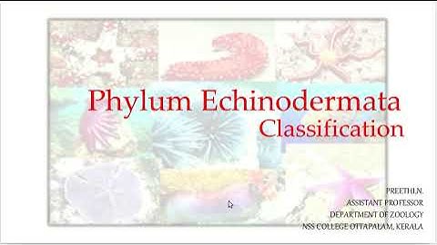 Phylum Echinodermata : Class Echinoidea