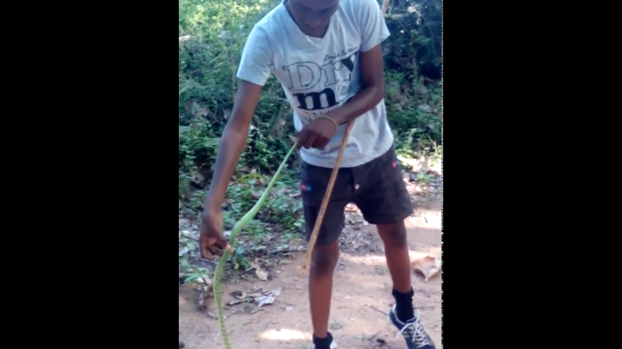 camera iphone 8 plus apk Green snakes