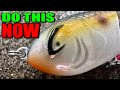 The One Topwater Trick That’s Catching WAY More Fish