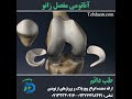 آناتومی مفصل زانو   