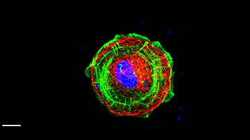 3D cell cultured on circular geometry