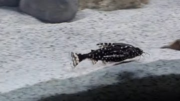 MY ELUSIVE SPOTTED CATFISHES.