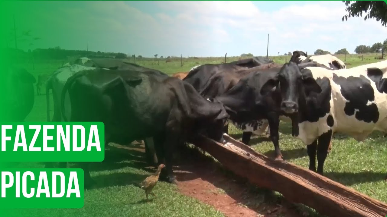 Fazenda Picada Jataí GO