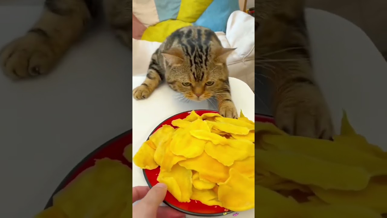 the cat that eats everything 🤣 💖🥰 