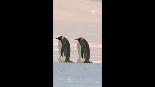 Grim Future Awaits Emperor Penguins