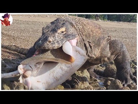 El Dragón De Komodo Devorando Todo Lo Que Tiene A La Vista hqdefault