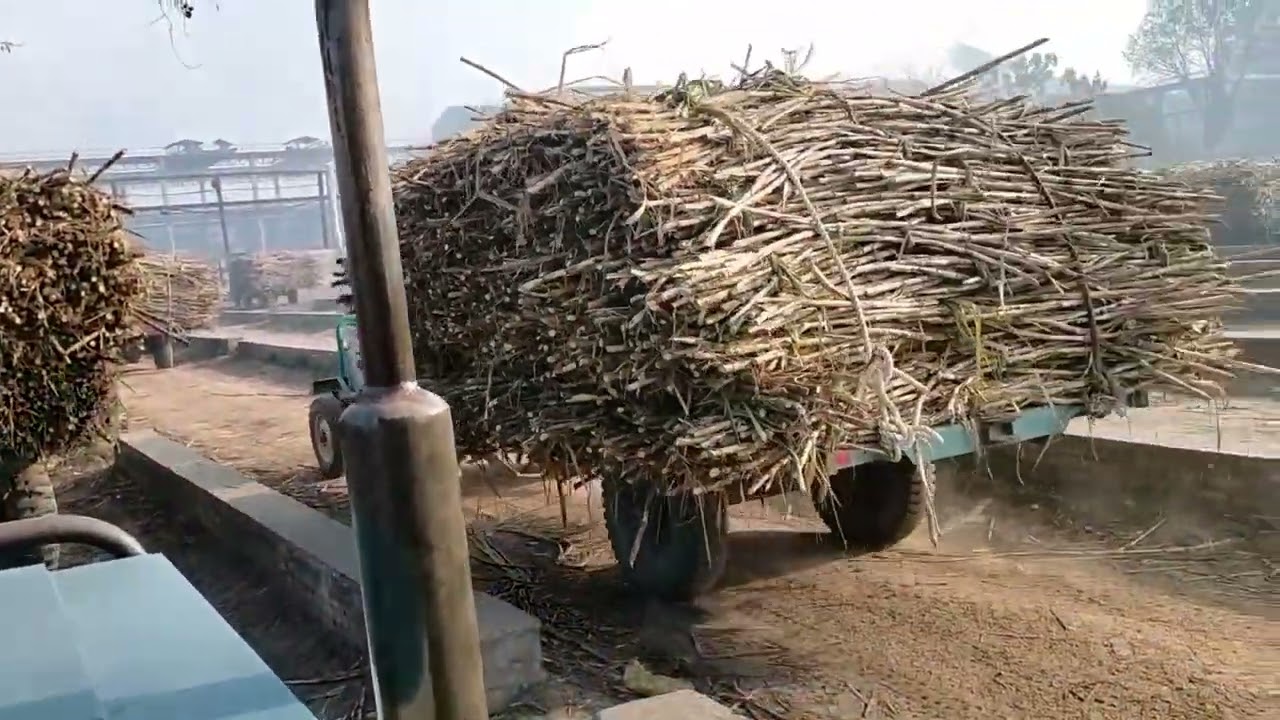आज मिल में गन्ने डालने चलते हैं और गन्ने डालने की चैन कितनी बड़ी है बजाज शुगर मिल किनौनी मेरठ
