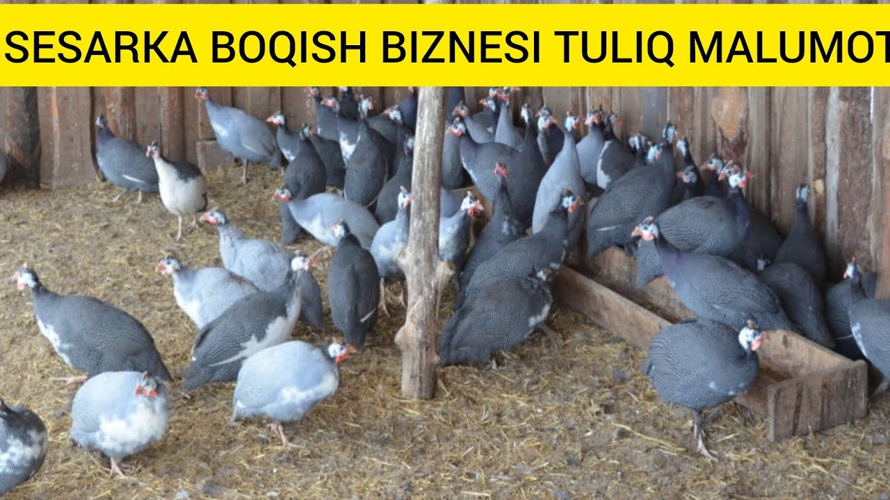 SESARKANI XO'ROZI VA MAKIYONINI FARQLASH, TULIQ MALUMOT