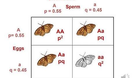 Week 7 Lecture Chapter 5: Calculation of Population Genetic