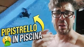 PIPISTRELLO dentro la mia PISCINA  Porto de Galinhas