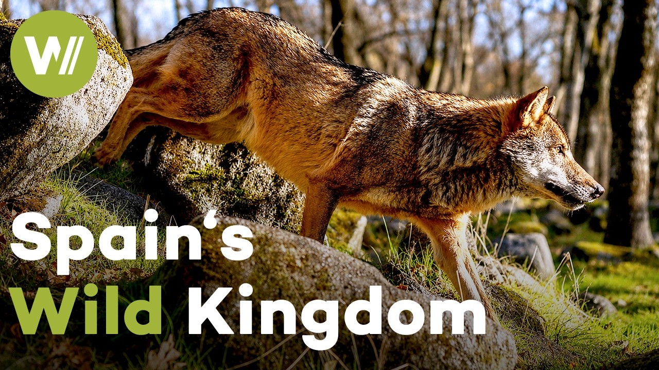 Spain's Forgotten Wildlife Paradise: Where Wolves Rule and Eagles Hunt | Wildmed…