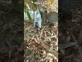 🦅Shikra attack the pigeon 🕊️😲#birds #harehunting #wildlife #animals #malikhunter
