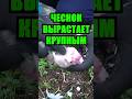 Чеснок-гигант: лучшие советы по посадке озимого чеснока для рекордного урожая