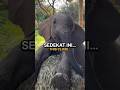 Gak cuma besar…
