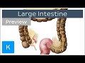 Large Intestine Structure and Function (preview) - Human Anatomy | Kenhub