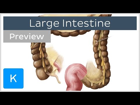 Large Intestine Structure and Function (preview) - Human Anatomy | Kenhub