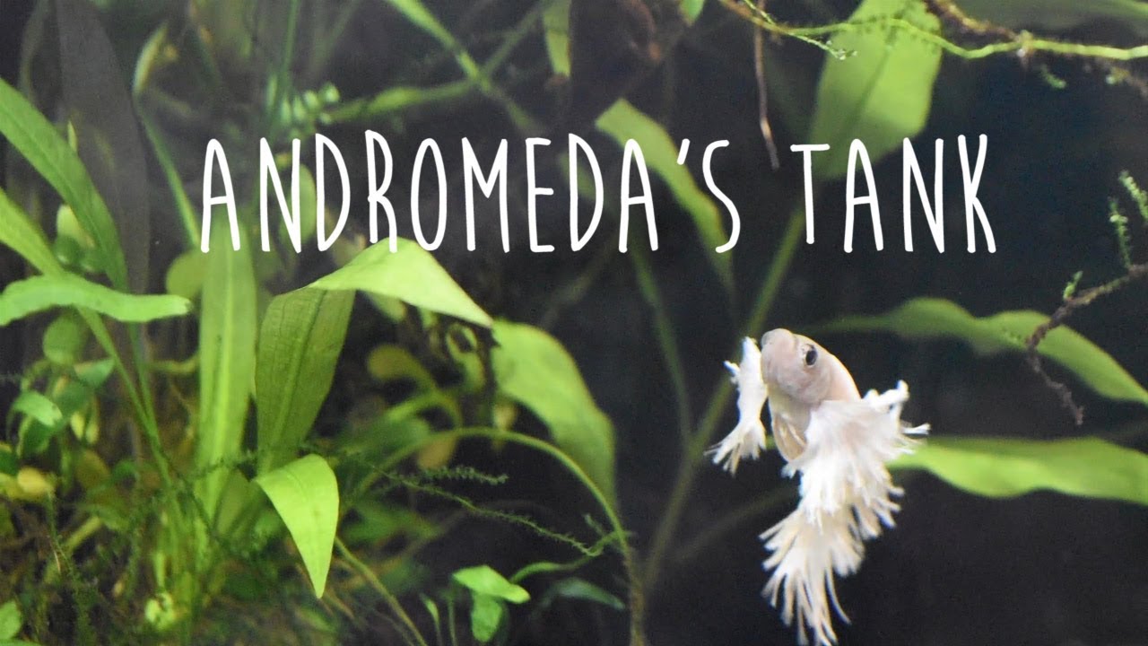 Andromeda's Community Tank | 10 Minute Fish Gazing Series - YouTube