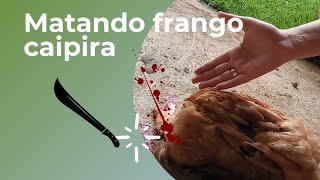 Matei Um Frango Caipira Para O Almoço Frango Pescoço Pelado.