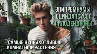 картинка: НЕУБИВАЕМЫЕ РАСТЕНИЯ: ЭПИПРЕМНУМ, СЦИНДАПСУС, ФИЛОДЕНДРОН | МОЯ КОЛЛЕКЦИЯ и КАК ИХ РАЗМНОЖАТЬ?💚👅