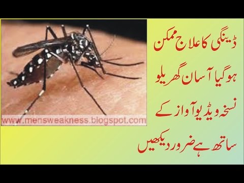 speech in urdu dengue
