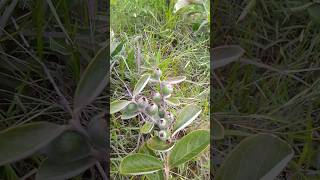 Download Lagu #aracadafolhalarga,#aracaprateado,#um pede que,#danielcarvalhogoncalves MP3