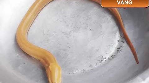 Bất ngờ nông dân miền Tây bắt được lươn vàng quý hiếm, 50 triệu chưa bán