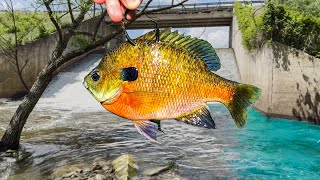 You WOULD NOT Want to SWIM Here!!! (Spillway BEASTS)