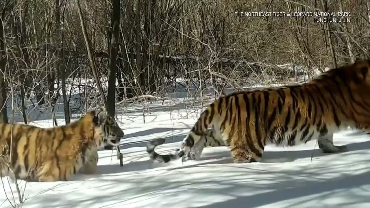 2024Family with Tigers大山3 2024Family with Tigers大山3 Endangered South China tiger
