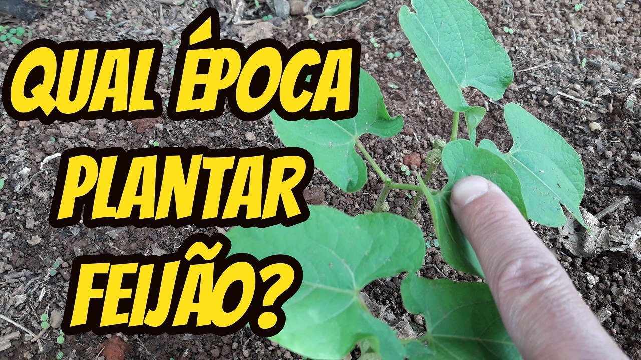 Em qual época devo fazer plantio do feijão? Qual mês do ano ideal para plantar as sementes no solo?