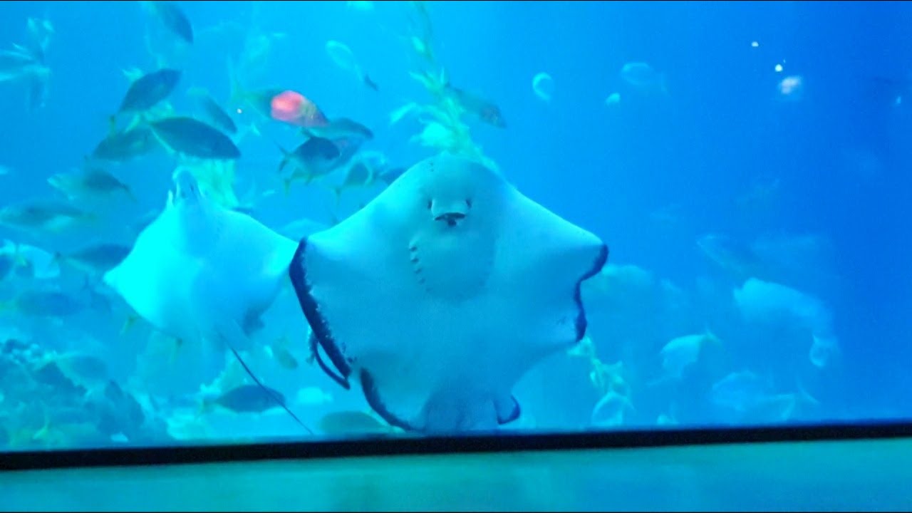 수족관에 있는 가오리 밥 먹는 모습 오또케 오또케 ㅠㅠ 