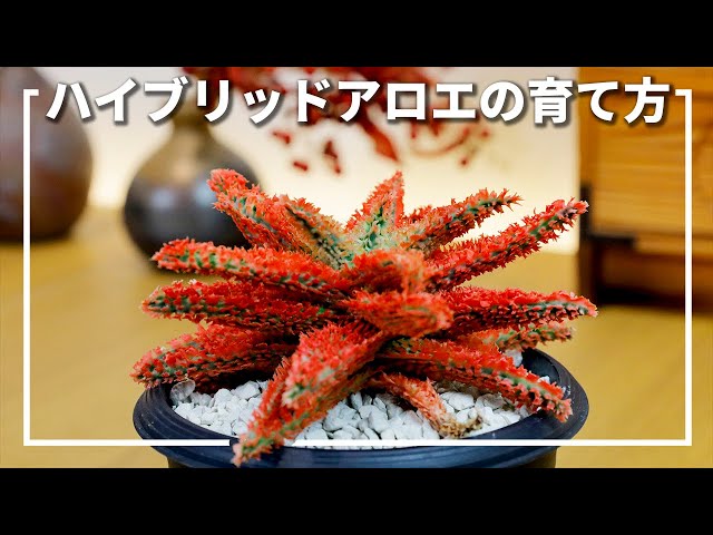 【多肉植物】ハイブリッド アロエを美しく育てる方法 - YouTube