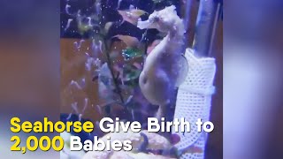Seahorse Give Birth to 2,000 Babies