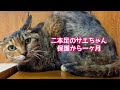 【保護猫】二本足のサエちゃん、保護から1ヶ月が経過しました。
