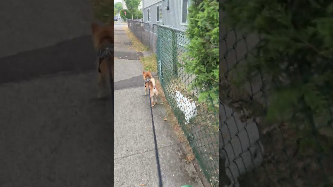 Shiba Meets a Chihuahua! #puppy #shibenation #kawaii #shibainu #doglife #pets #chiuahua