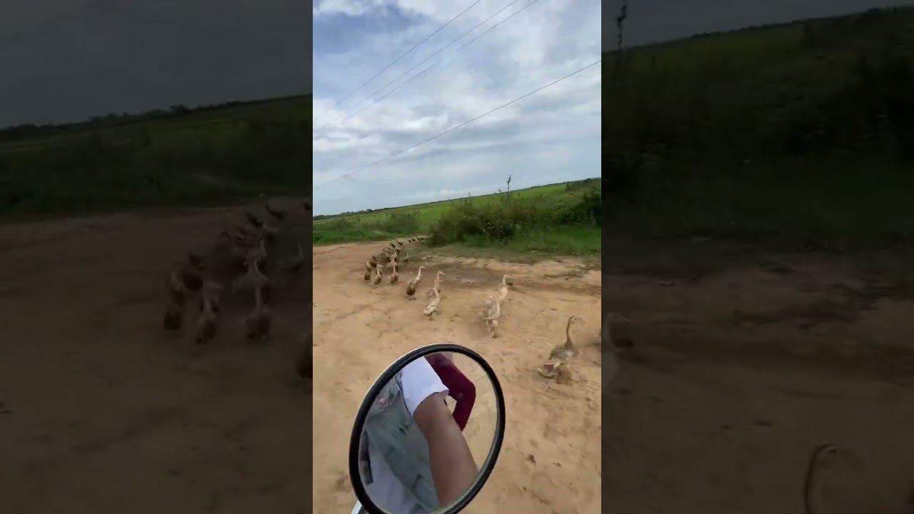 My Beautiful Countryside🥰🌱💦 