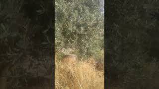 Yollar Seni Gide Gide Usandım