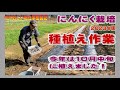 ニンニクの種植え作業～私がやっている方法を紹介：2023年版（寒地系にんにく栽培）