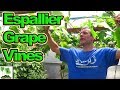 How To Espalier And Prune Grape Vines