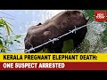 Pregnant elephant death in Kerala: One arrested for questioning