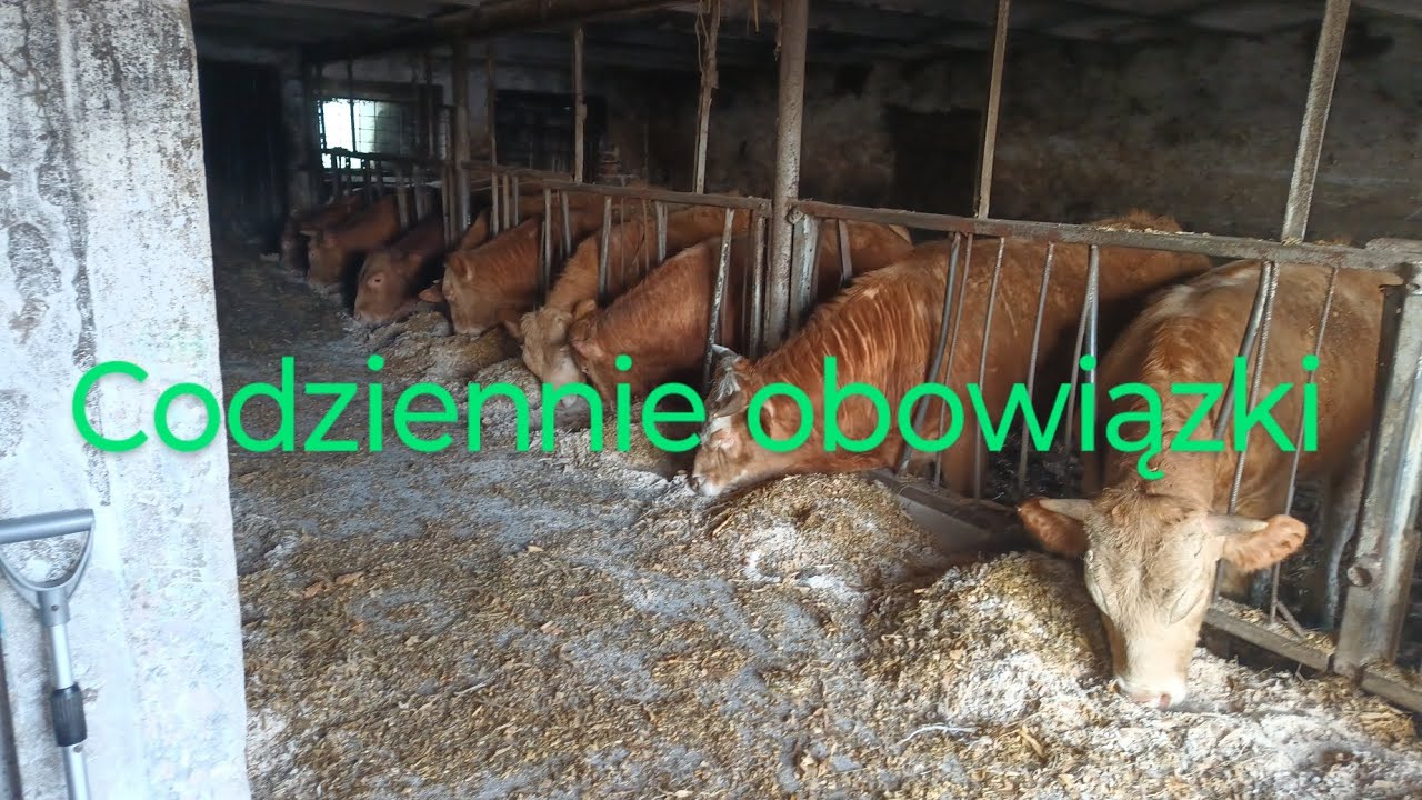 Vlog#6. Codziennie obowiązki 🐂