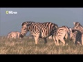 zebra stallion kills another stallion's foal